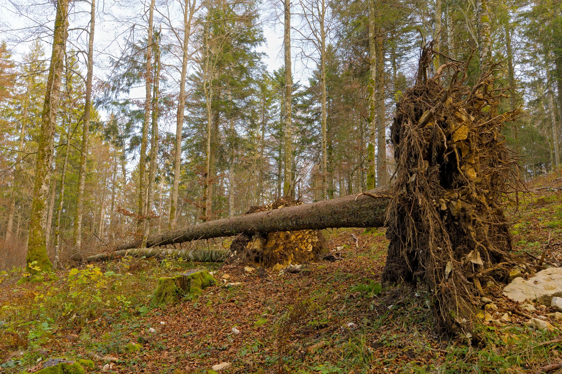 Enlèvement arbre urgence à Thonon-les-Bains